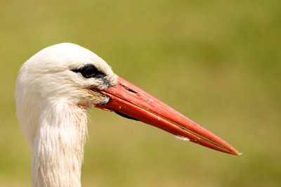 Through the stork  A travers la cigogne_4898759814_l.jpg